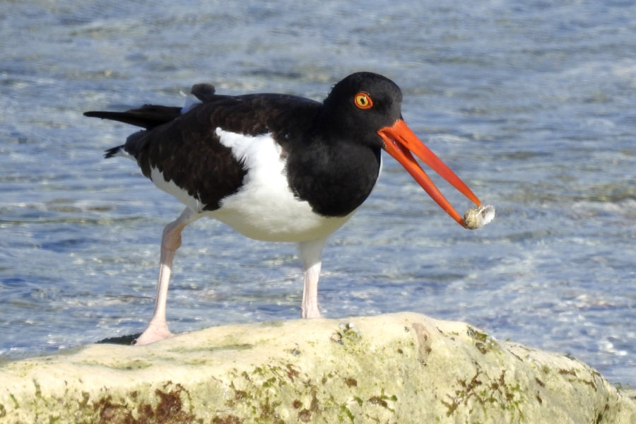 American Oystercatcher