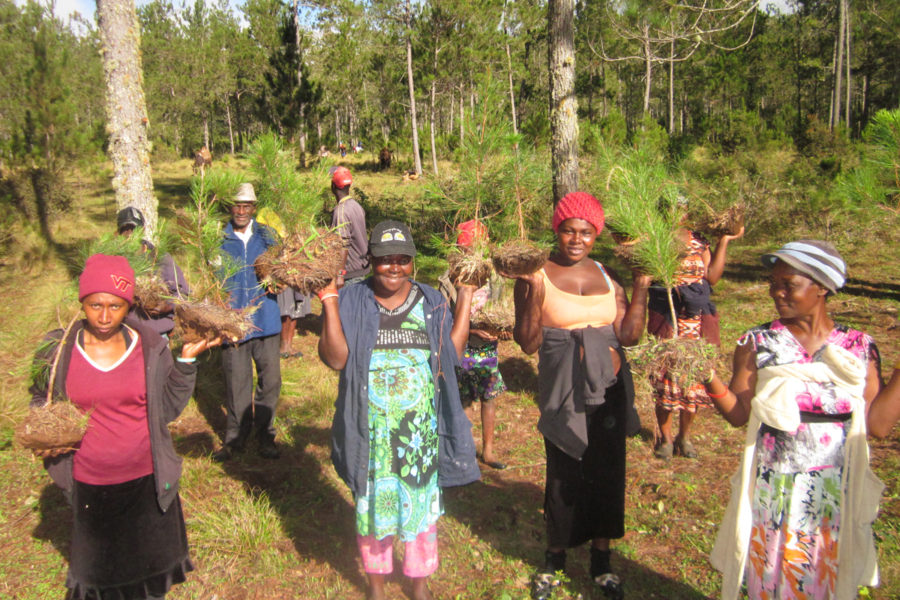 Boukan Chat Planting