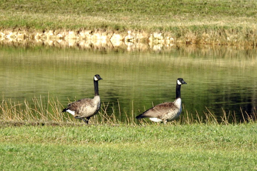 Canada Goose