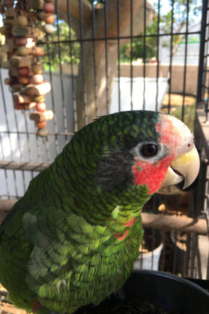Cayman Parrot at the Parrot Sanctuary