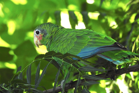 Cayman Parrot in the wild