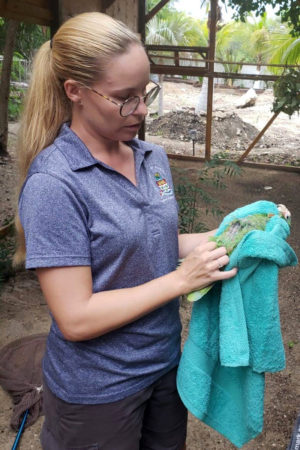 DoE Research Officer, Jane Håkonsson, inspecting a pet Cayman Parrot