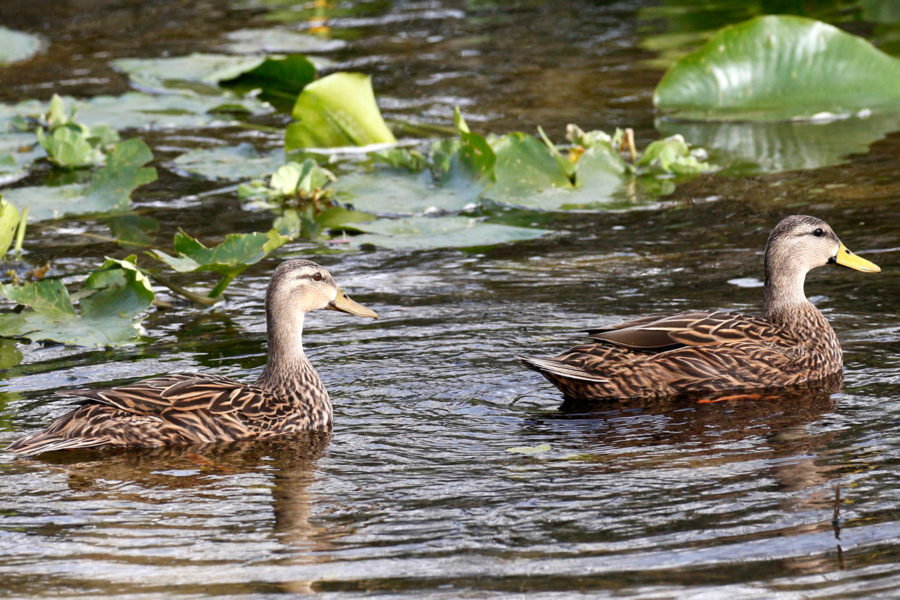 Mottled Duck pair