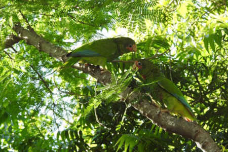 Pair of Cayman Parrots