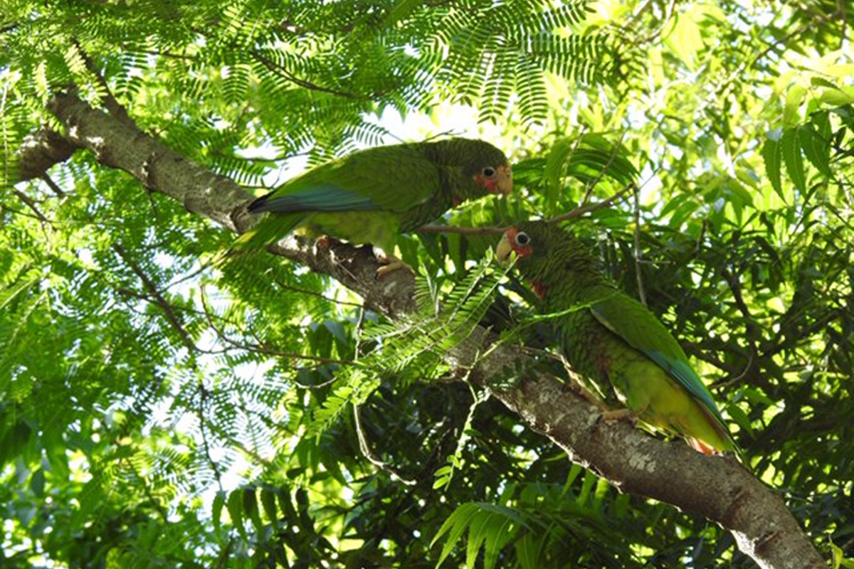 Amnesty for Pet Parrot Owners on Cayman Islands – BirdsCaribbean