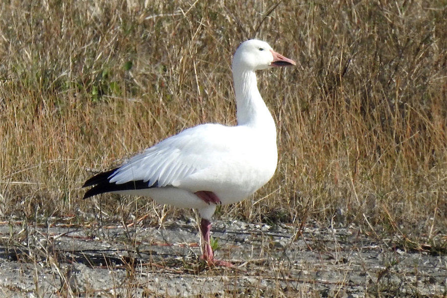 Snow Goose