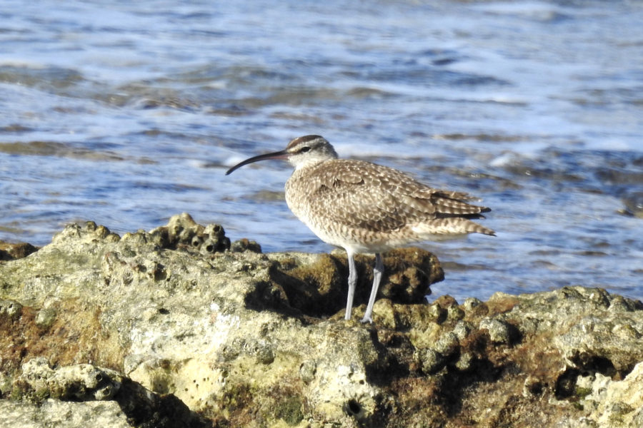 Whimbrel