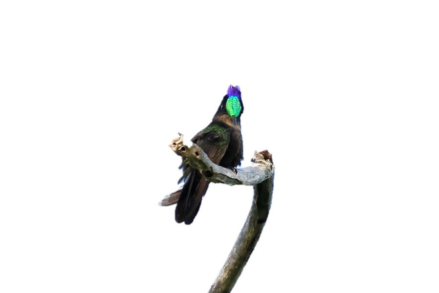 Antillean Crested Hummingbird (Orthorhyncus cristatus)