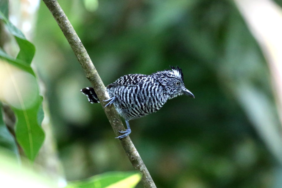 Barred Antshrike (Thamnophilus doliatus)