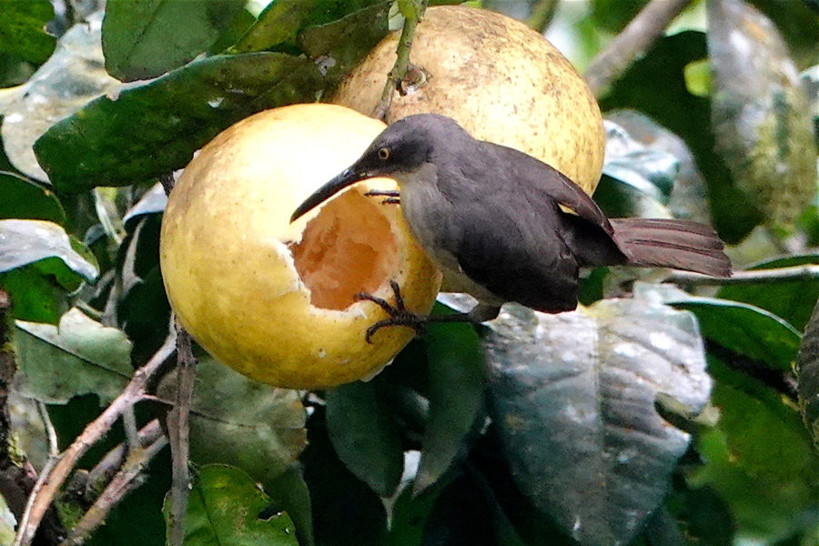 Gray Trembler (Cinclocerthia gutturalis) about to dig in!