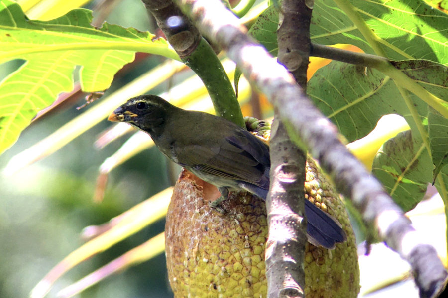 Lesser Antillean Saltator (Saltator albicollis)