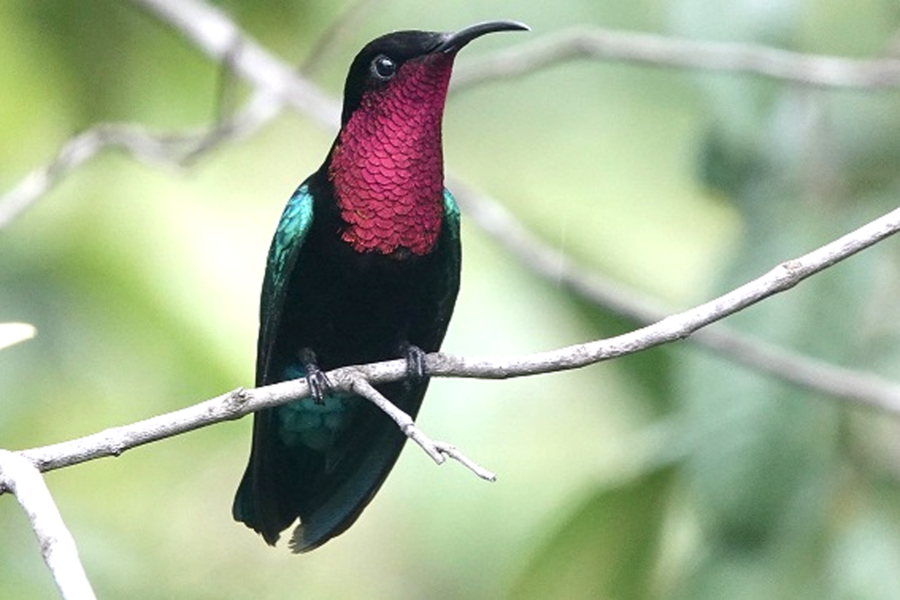 This Purple-throated Carib (Eulampis jugularis) provided constant entertainment at meals