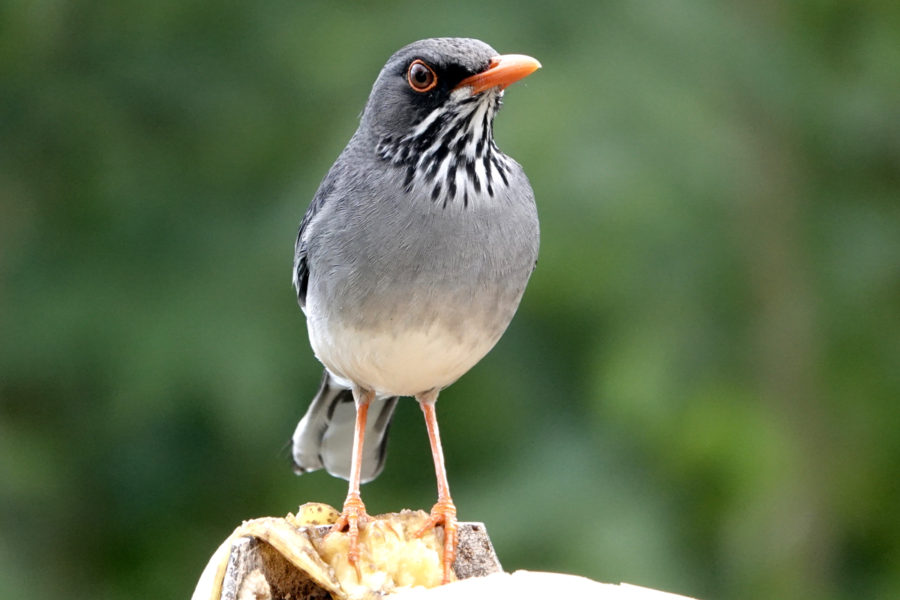 Red-legged Thrush (Turdus plumbeus) 