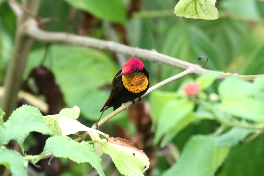 The dazzling Ruby Topaz (Chrysolampis mosquitus) 