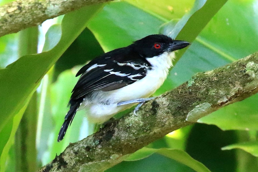 Great Antshrike (Taraba major)