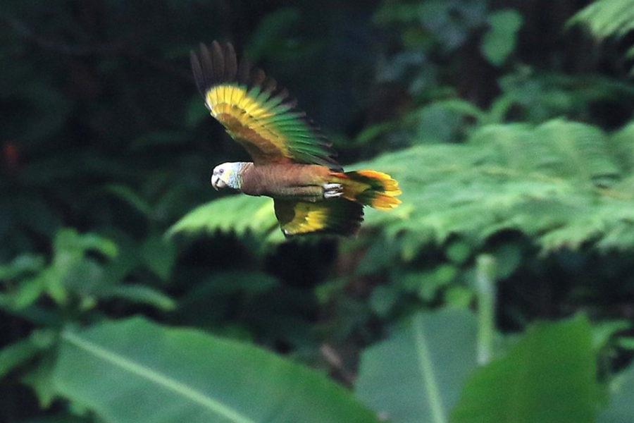 St. Vincent Parrot (Amazona guildingii)