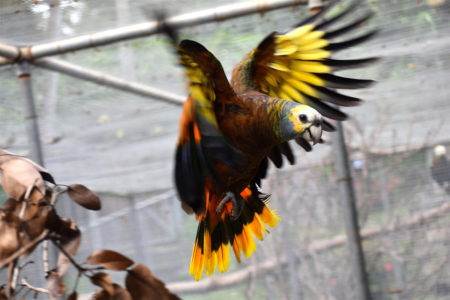 Saint Vincent Amazon in flight