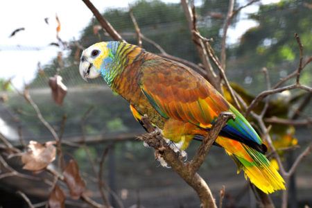 St Vincent Parrot