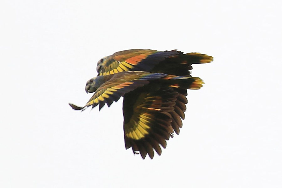 A pair of St. Vincent Amazons (Amazona guildingii) winging their way in to roost 