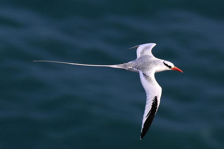 Red-billed Tropicbird (Phaethon aethereus) 