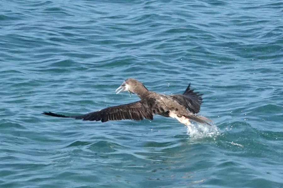 Brown Booby (Sula leucogaster) having just caught a fish 