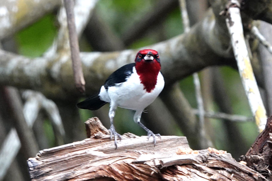 Masked Cardinal (Paroaria nigrogenis) in Caroni Swamp 