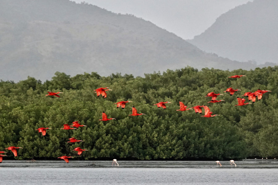 Scarlet Ibises (Eudocimus ruber) coming in to roost