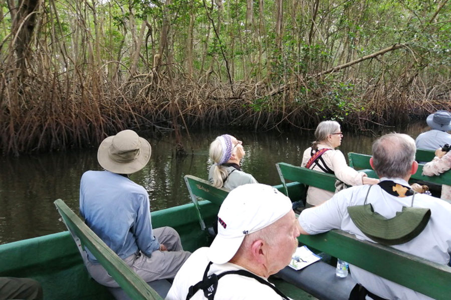 Cruising through the mangroves in our comfortable flat-bottomed boat