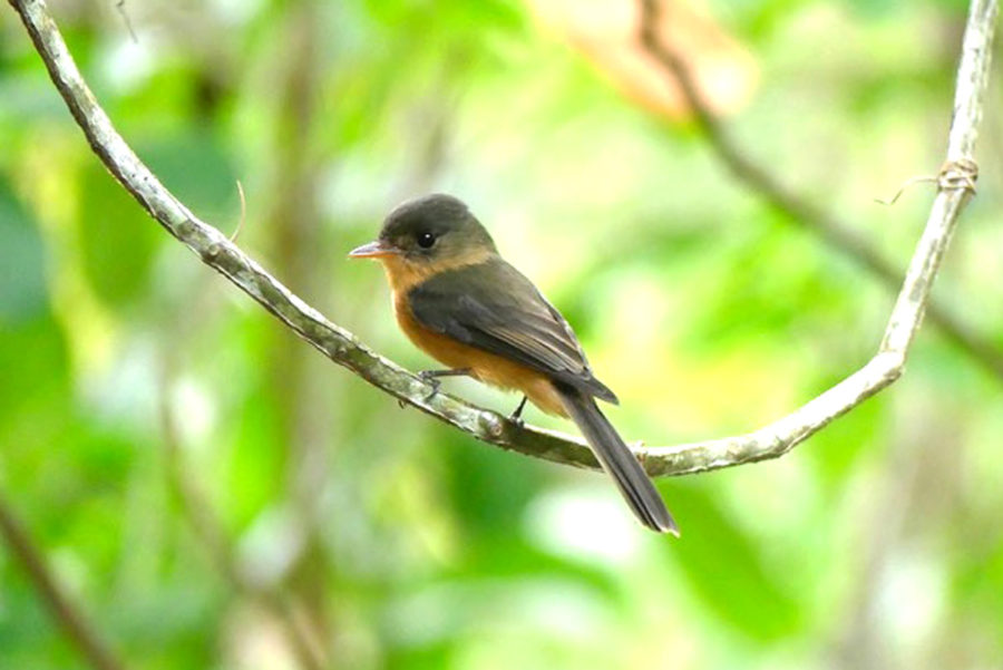 The delightful St. Lucia Pewee (Contopus latirostris) 