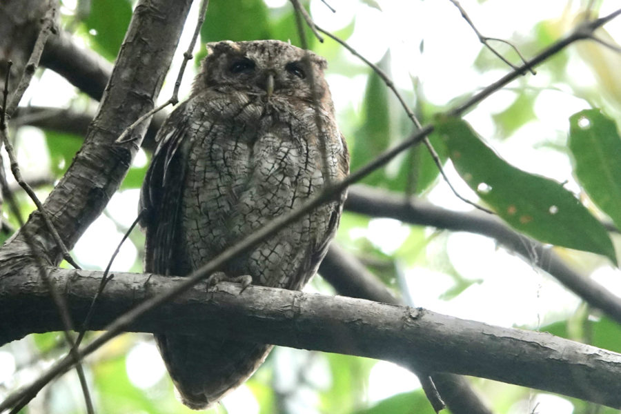 Tropical Screech Owl (Megascops choliba) perched directly above us