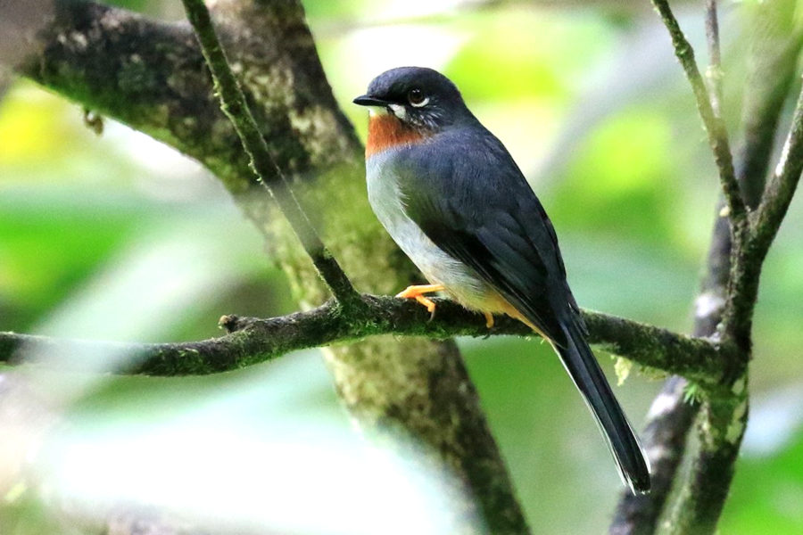 Rufous-throated Solitaire (Myadestes genibarbis)