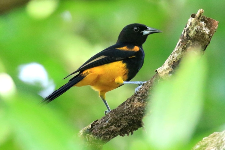 The strikingly patterned St. Lucia Oriole