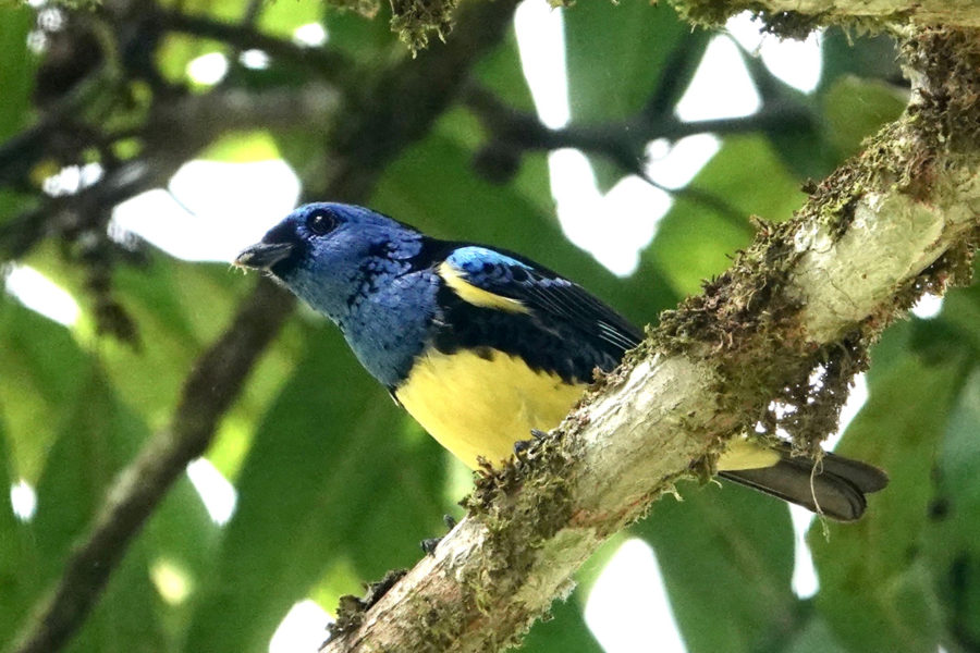 Turquoise Tanager (Tangara mexicana) 