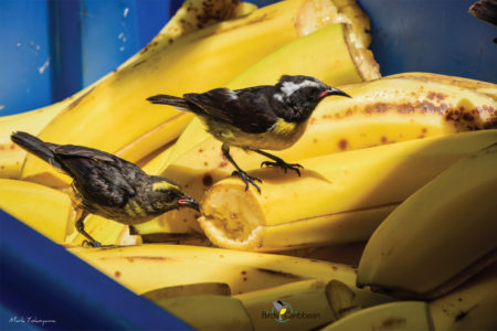 Bananaquits feasting on bananas.