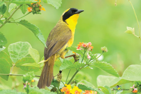 Bahama Yellowthroat 