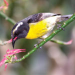 Caribbean Bird Puzzles