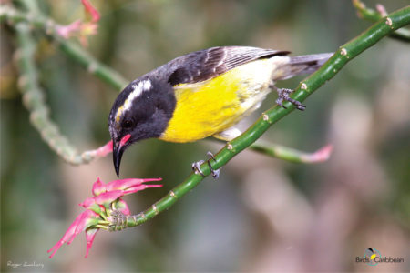 Bananaquit drinking nectar