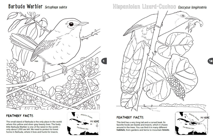 Barbuda Warbler and Hispaniolan Lizard-Cuckoo Colouring Pages