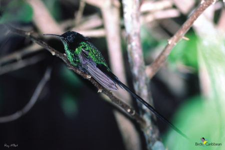 Black-billed Streamertail