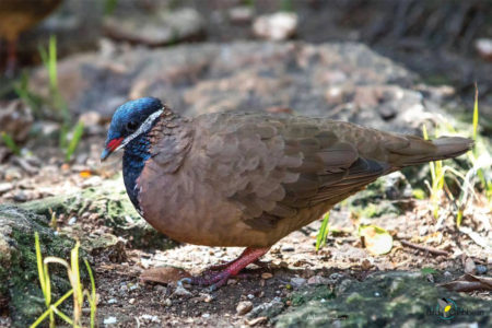 Blue-headed Quail-Dove