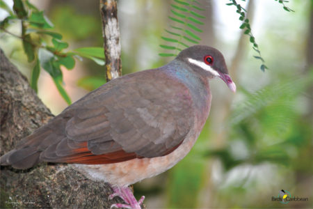 Bridled Quail-Dove