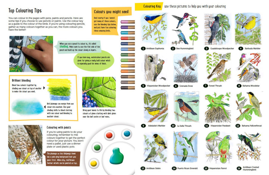 Colouring Tips and Colouring Key