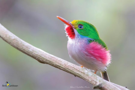 Cuban Tody