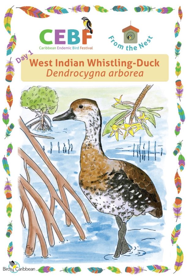 Day 1 West Indian Whistling-Duck artwork