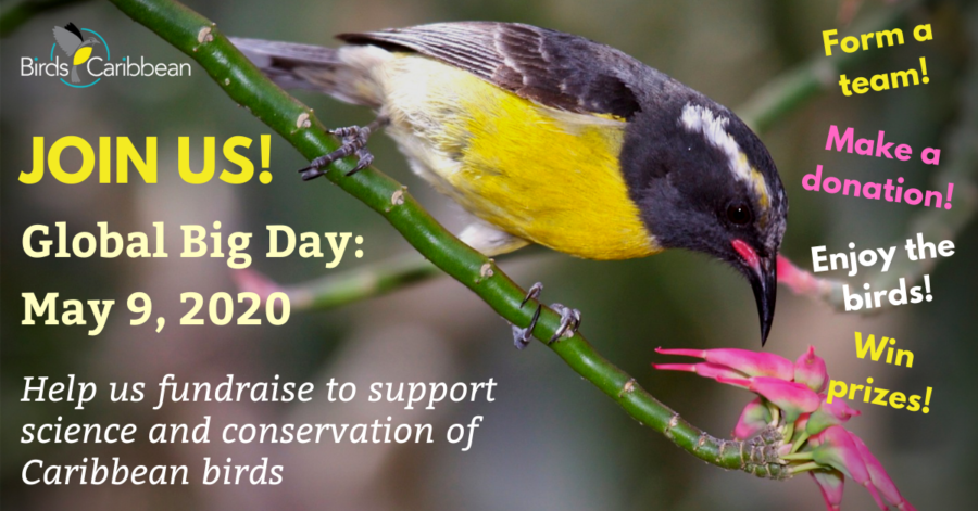 BirdsCaribbean's Global Big Day Fundraiser Graphic