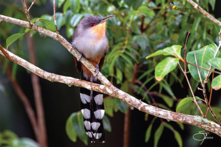 Hispaniolan Lizard-Cuckoo