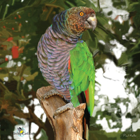 Imperial Parrot