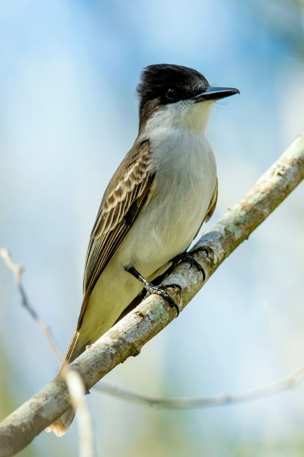 Loggerhead Kingbird