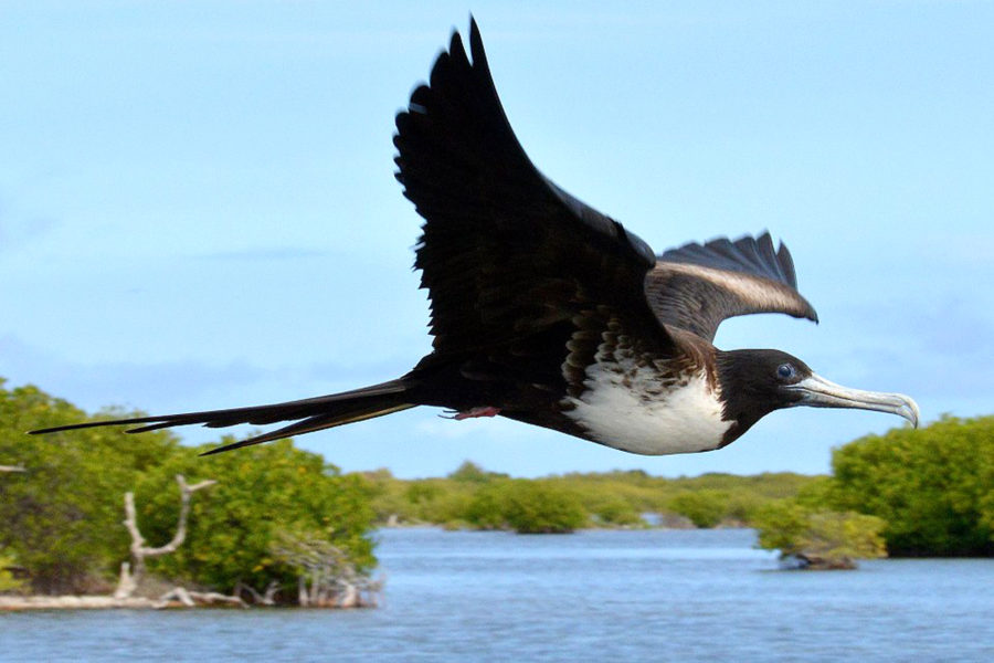 Magnificent Frigatebird