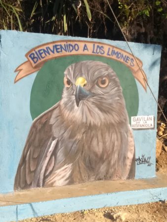 Our field crew in Los Limones organized the painting of a beautiful mural at the entrance to the community to highlight the importance of conserving Ridgway’s Hawk in the area